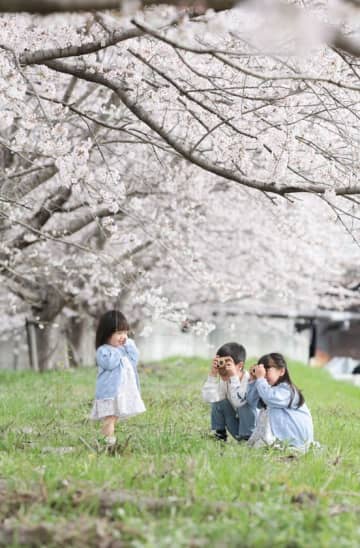 兵庫県三田市「三田さくら物語」プロジェクト　「さんだ桜まつり2025」を令和7年3月30日に開催！　兵庫県三田市「三田さくら物語」桜を活かしたイベント情報をお届け　～サクラサク　さんだの春がやってくる～