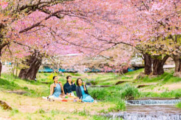 東北の春を満喫！福島の景勝地「観音寺川の桜並木」を満喫するお花見プランをホテルリステル猪苗代がご提案！　春の東北旅行の物語をSNSで毎日連載！「お花見女子旅」は、お花見、夜桜、東北グルメに絶景の露天風呂、インスタレーション、菜の花畑など春の福島を満喫！