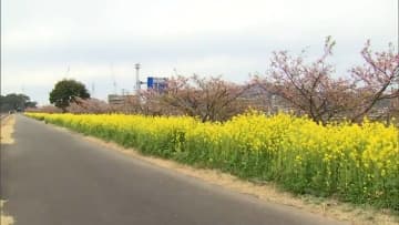 延岡市の五ヶ瀬川沿いで菜の花と河津桜が見ごろに