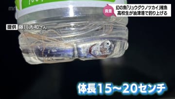 ペットボトルに入る大きさ　「幻の深海魚」リュウグウノツカイの稚魚？高校生が釣り上げる