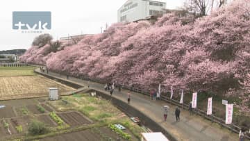 香りで春の訪れ告げる　早咲き桜「春めき」が見頃に　南足柄市