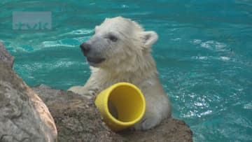 ホッキョクグマ親子一般公開　よこはま動物園ズーラシア