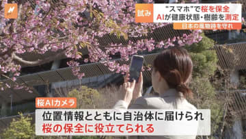 スマホで桜の健康状態を診断　キリンビールが「桜AIカメラ」発表　桜を守る新たな試み