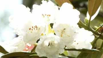 絶景！世界遺産・新緑の森　ヤクシマシャクナゲ咲き始め華やかな季節　鹿児島