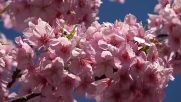 河津桜まつり来客数54万2764人 前年比87.2% 目標80万人届かず 開花遅れや寒波の影響＝静岡・河津町