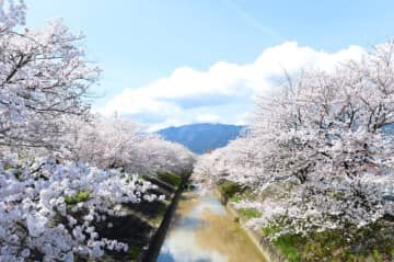 奈良県でお花見！高田川畔の美しい夜桜も見どころ！【高田千本桜（大中公園）｜大和高田市】