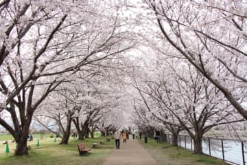 奈良県でお花見！弥生時代を体感できる公園でさくらまつり開催【唐古・鍵遺跡史跡公園｜奈良県田原本町】