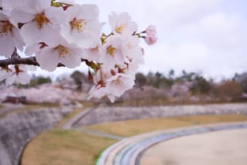 奈良県でお花見！大型イベントも開催。自然に囲まれた公園で思い出のひとときを！【生駒山麓公園｜生駒市】