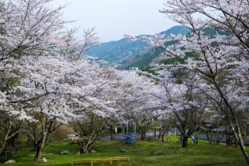 【天理ダム風致公園】遊具もバーベキューも楽しめる桜スポット｜天理市