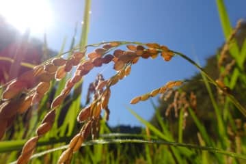 お米を自分で育ててみよう！小峰公園で米作りの年間体験イベント「谷戸田の稲作2025」が4月13日(日)スタート！参加ご家族を募集しています。