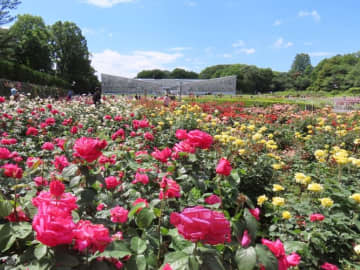 神代植物公園「春のバラフェスタ」5/3（土・祝）～6/1（日）開催　So many roses, so much happiness!