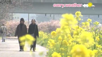 目線の高さに咲く桜並木「佐々川ほとりの河津桜と菜の花」暖かな日差し浴び一気に満開迎える《長崎》