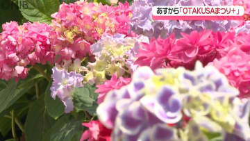 出島表門橋公園にアジサイ並ぶ『OTAKUSAまつり＋』16日から開催　アジサイの販売も《長崎》