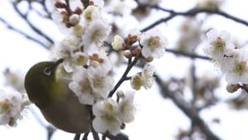 梅の花が一気に咲き進み春へ　岡山・香川の多くの地点で今年最高の気温に【岡山】