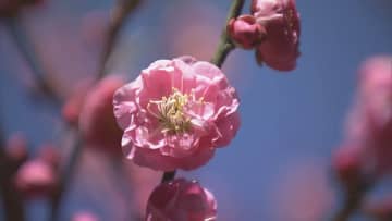 樹齢約300年の八重紅梅が見ごろ 例年より約3週間遅く開花「一足早い春の訪れ」告げる 2月中旬まで見頃 三重・紀北町