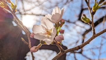 桜はいつ開花？各気象会社の開花予想と600℃の法則 4月上旬は東日本・西日本でお花見できるかも