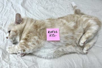 愛猫は「わがままボディー」　付箋を貼られた姿に2.3万“いいね”　懐メロを連想する声も
