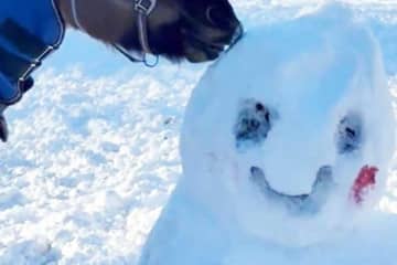 「なんか頭が削れてると思ったら…」　雪が積もった乗馬クラブで起きた“犯行”　決定的瞬間に「かわいい“犯人”ですね」