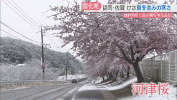 河津桜は雪化粧　県内各地で真冬並みの寒さ　20日朝も放射冷却で冷え込む見込み　福岡