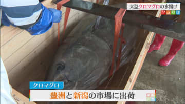 200kg超えの黒いダイヤ〝クロマグロ〟も！シーズン初のまとまった水揚げに【新潟･佐渡市】