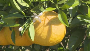「搾ってジュースで飲みます」　園児が夏みかんを収穫　山口県萩市