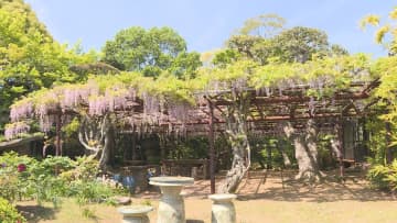植えられたのは今から１２８年前の１８９８年　宇部市の発展を支えた実業家・渡邊祐策の生家のフジ棚　山口県