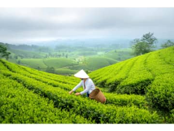 痩せるだけじゃない！緑茶のすごい力とは？【眠れなくなるほど面白い 図解 内臓脂肪の話】