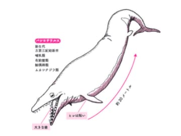 爬虫類と勘違いされた古代のクジラとは？【眠れなくなるほど面白い 図解 古生物の話】