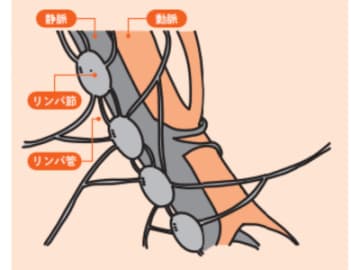 血液とリンパ、体をきれいにする2大ネットワーク【眠れなくなるほど面白い 図解 デトックスの話】