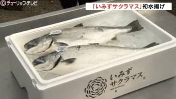 脂ののった「いみずサクラマス」今シーズン初水揚げ 生で食べるのが一番美味 富山