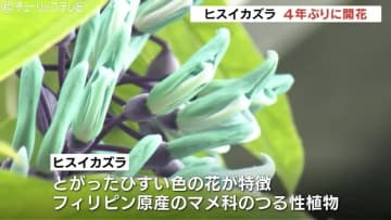 鮮やかなブルー　ヒスイカズラが４年ぶりに開花　重みで落下し切除も残ったつるが成長　富山