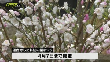 118段のひな飾りもお目見え　「しだれ桃の里まつり」始まる(静岡・下田市)