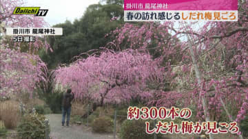 龍尾神社のしだれ梅が見頃（静岡・掛川市）