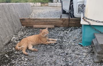 猫さんを探して【唐揚げ屋と猫さん】