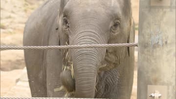 福岡市動物園でアジアゾウの初ガイド　メスのゾウ「わかば」は５か月で２００キロ体重増