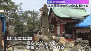 樹齢850年の坂本龍馬ゆかりの神木倒れる　本殿や末社の一部破損、ケガ人はなし　京都・武信稲荷神社