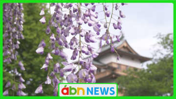 県内各地で夏日予想 フジ棚に涼を求める人々が集まる【長野】